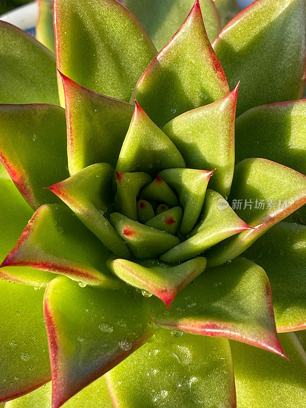 月季(Echeveria agavoides, Corderoyi)是景天科的一种开花植物